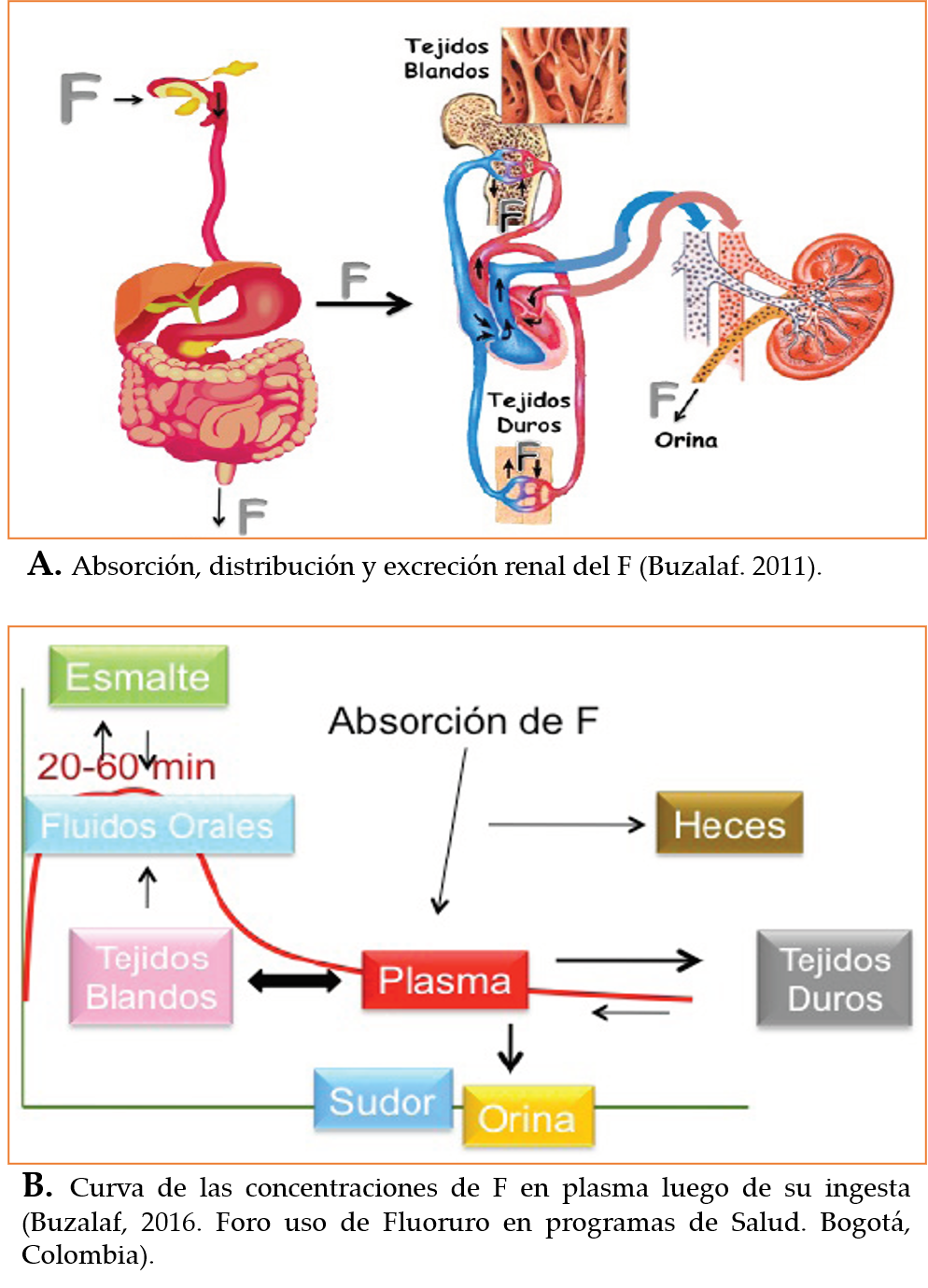 Metabolismo del Fluoruro